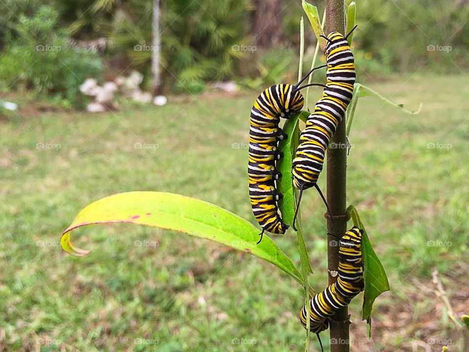 A trio of Monarch caterpillars munching milkweed.