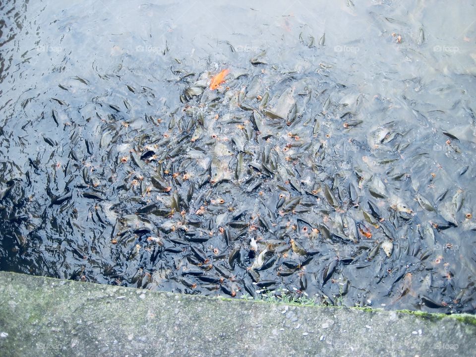 Fish pond 
