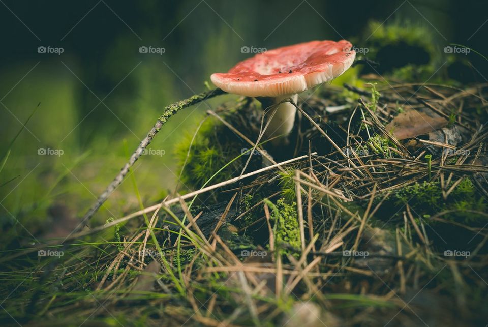 Mushroom