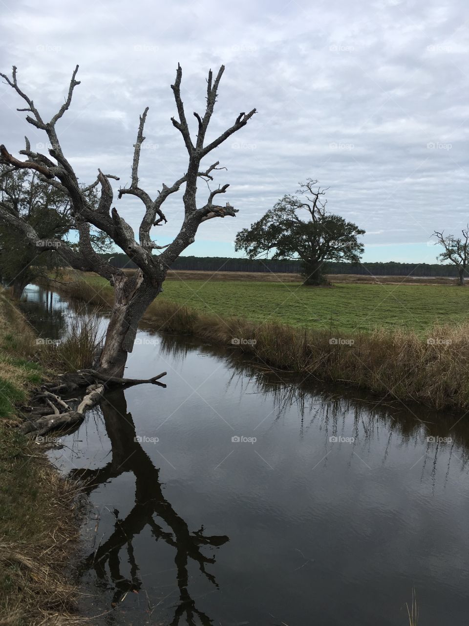 Brackish water habitat 