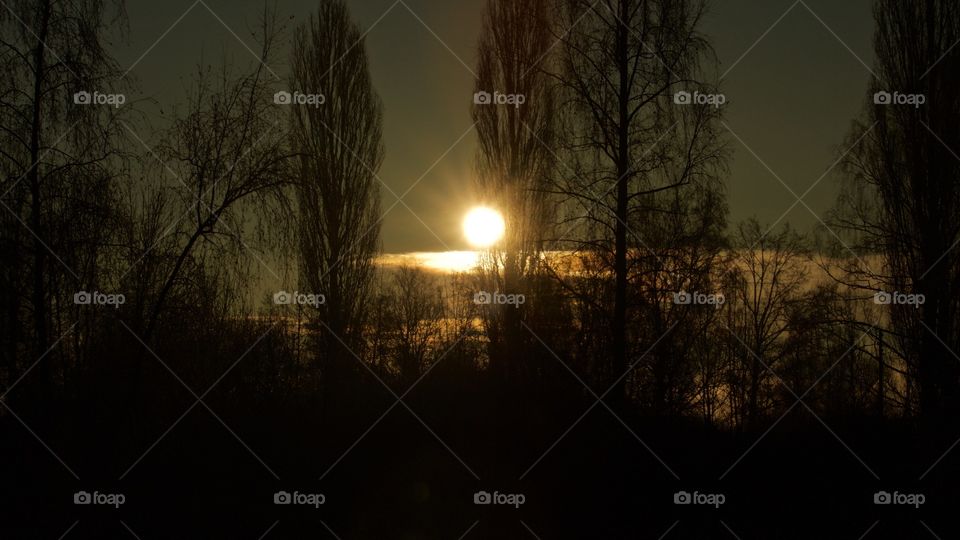 Sunrise view of trees