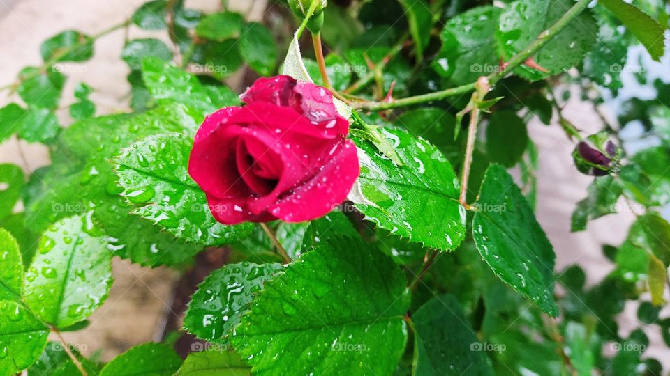 red rose bud