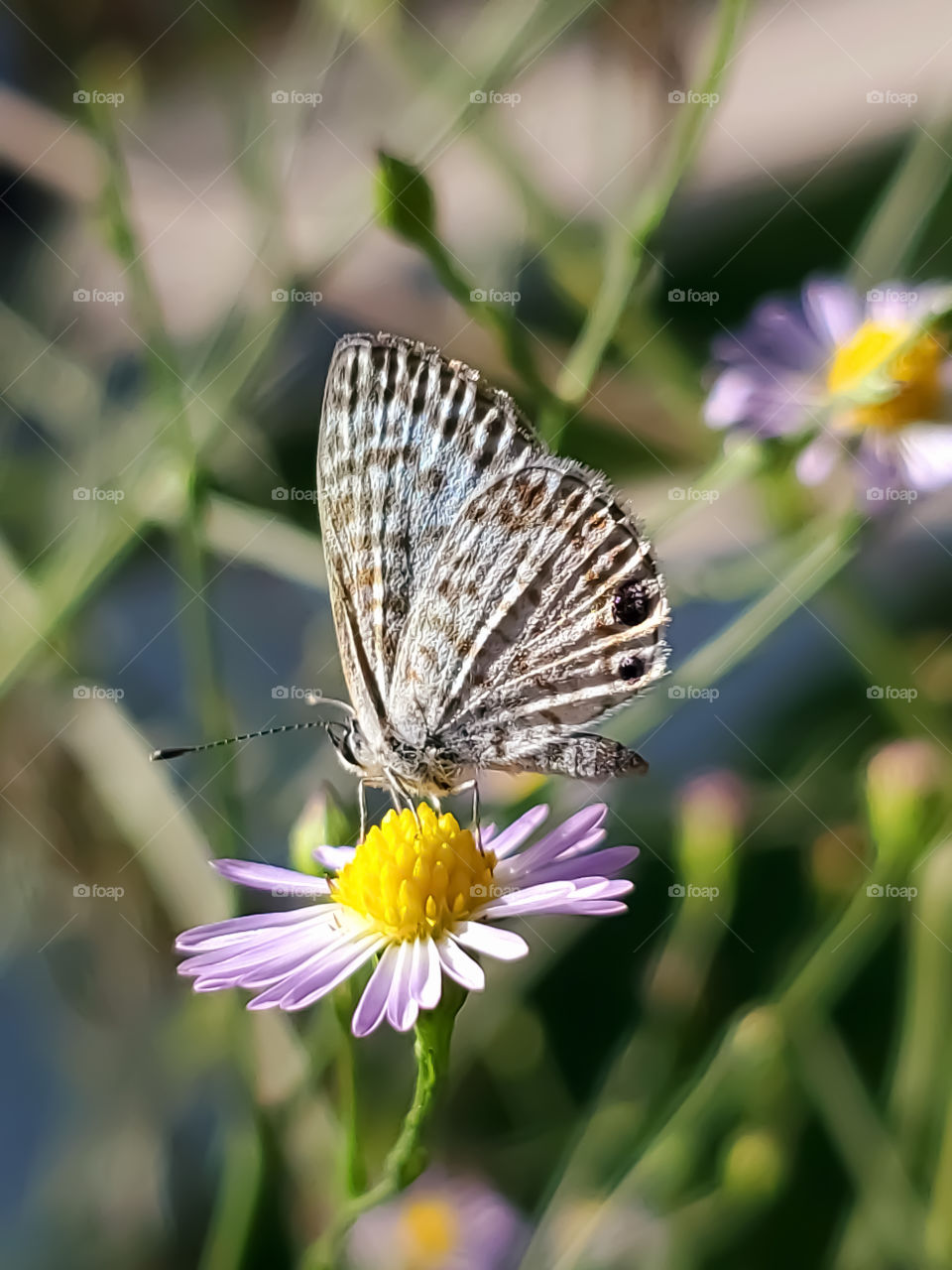 The tiny Cassie Blue Butterfly on a extra small wildflower.