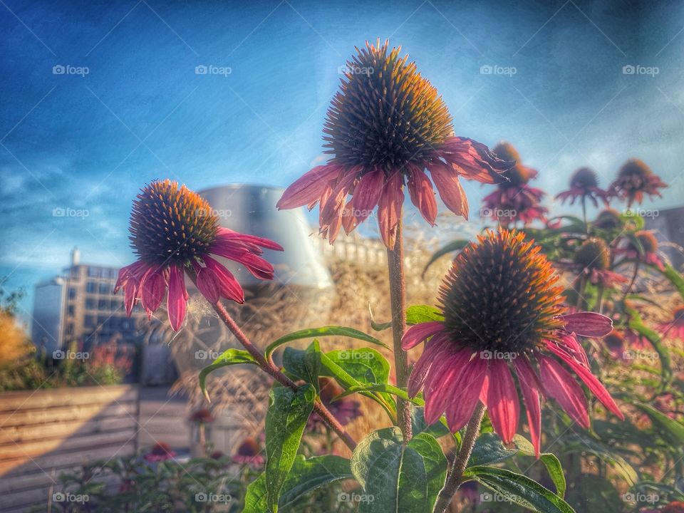 Flowers in the garden