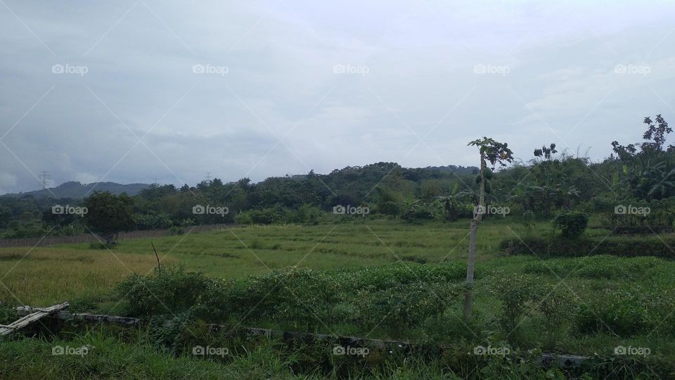 The view of the rice fields in the afternoon before sunset.