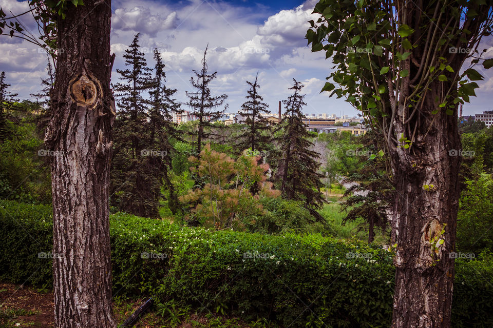 Forests and trees in Volgograd city