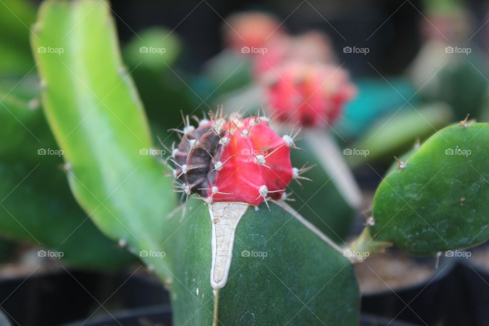 New cactus tree shoots grow in different colors
