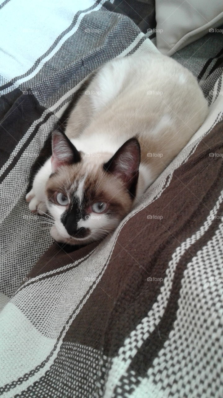 Young brown and white cat lying on the sofa