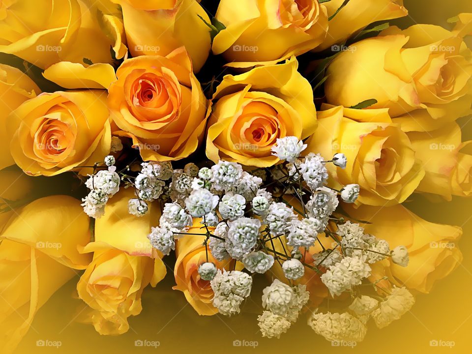 Yellow Roses