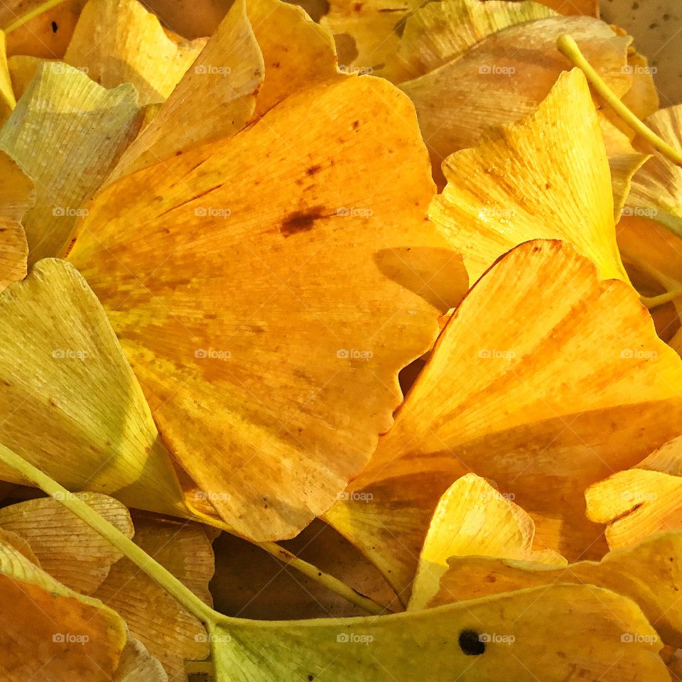 The forefront of winter...leafs turning heavy on the color scale...and what not...the whale swallows up Pinocchio...