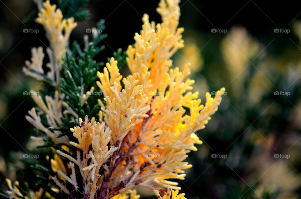 yellow leaves