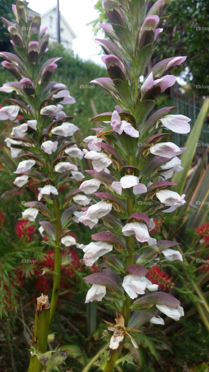 Nature, Flower, No Person, Leaf, Flora