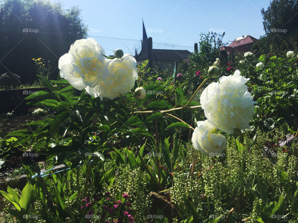 Sunny garden . White flowers were blooming in the garden , there are many colorful flowers and leaves around. There are several houses stay near , many rays of sunlight coming down