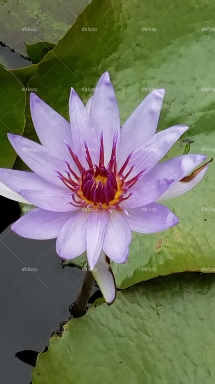 Delicate water lilly.