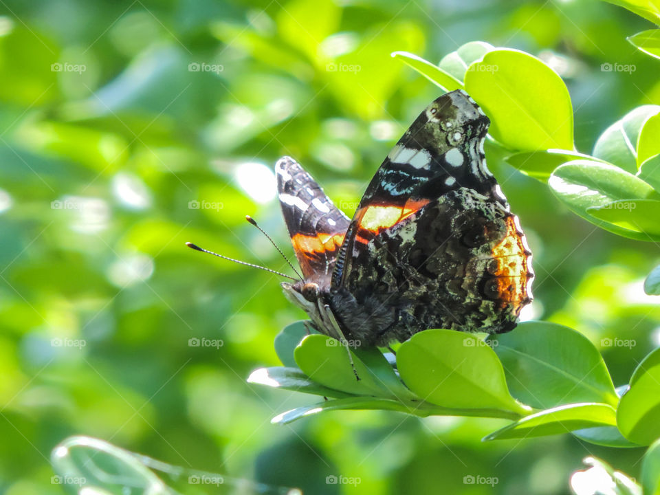 Fearless Butterfly