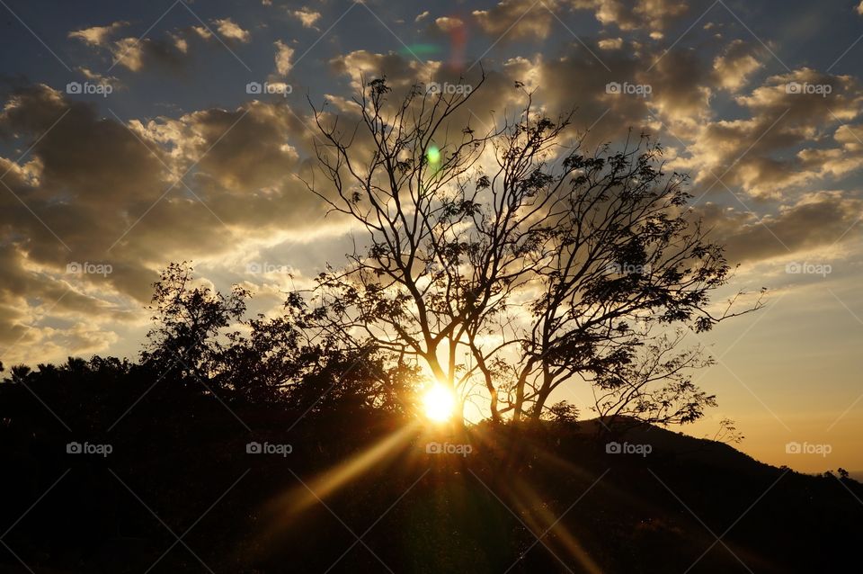 Silhouette of tree during sunset