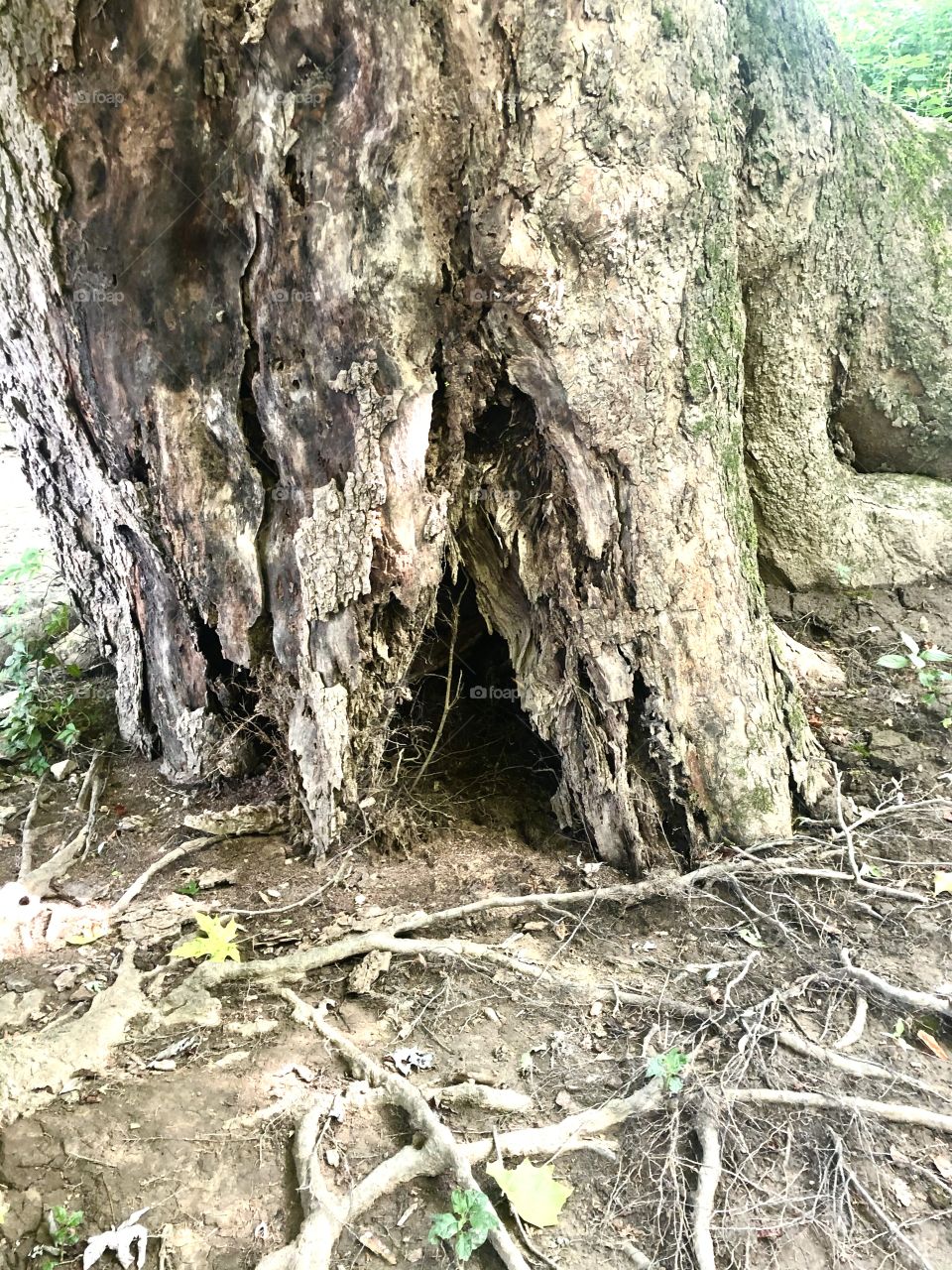 Tree trunk