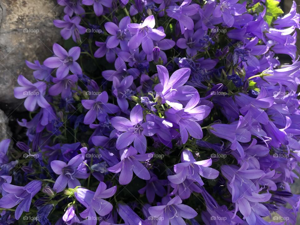 Some shiny purple blooms that certainly brighten the eye.