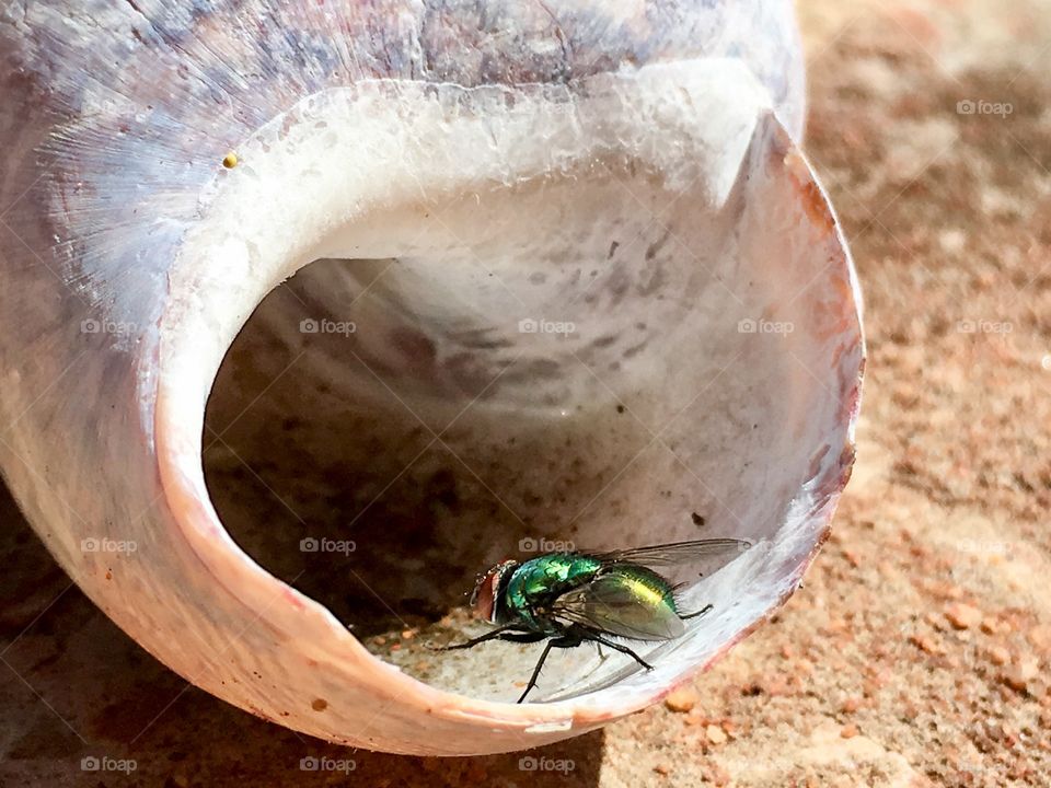 Fluorescent Shiny  green housefly on seashell 