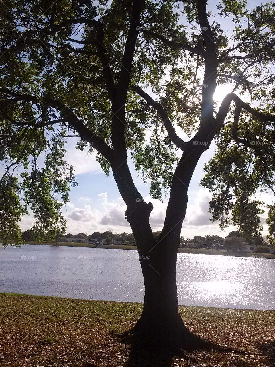 tree by the lake. tree by the lake