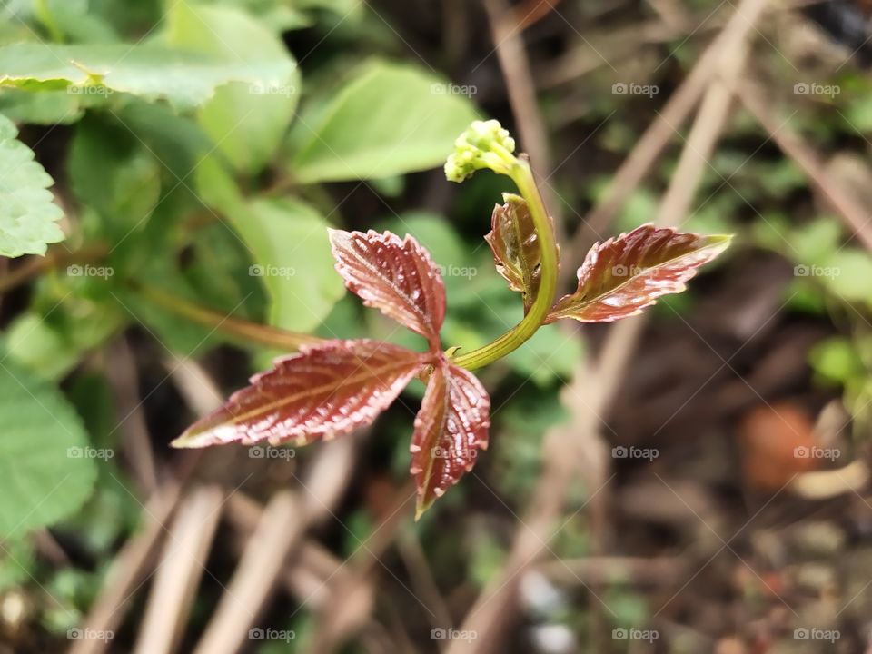 Amazing Nature
Spring and Mound of Psycotriya 
Wild coffee plant
📷👁️📷👁️