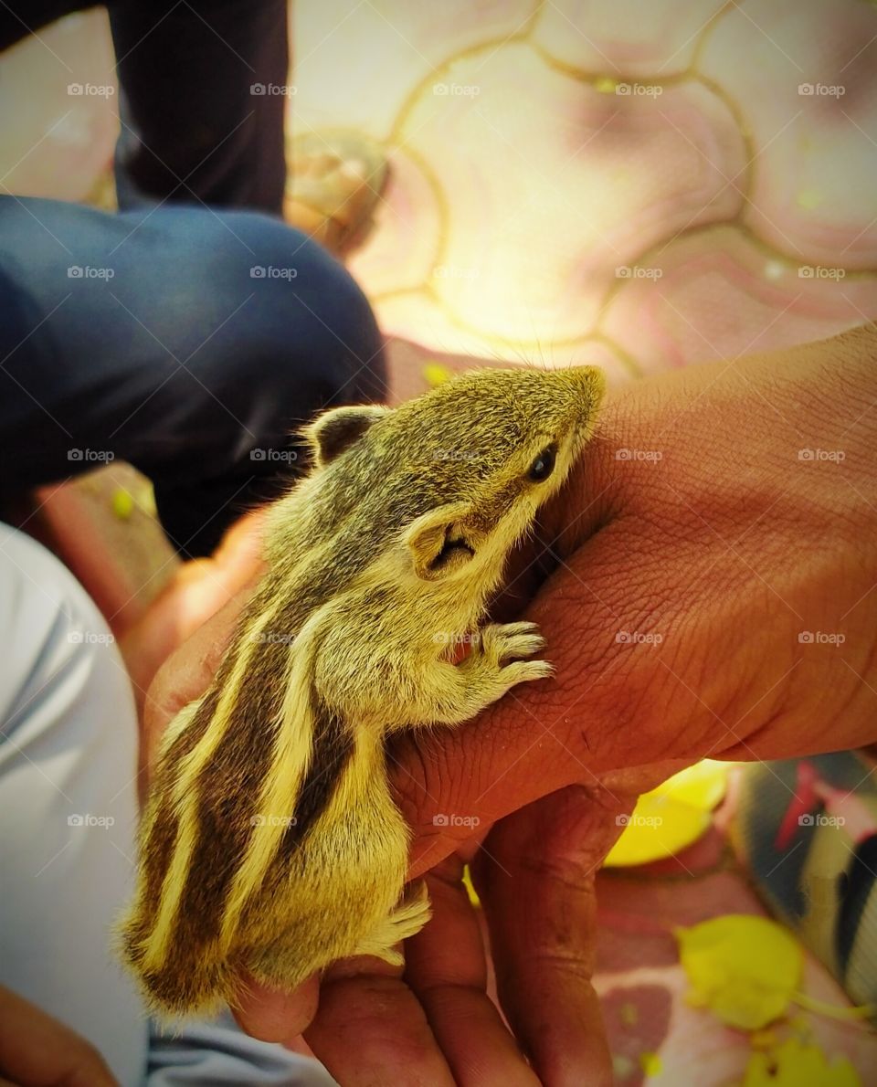 Squirrel 🐿️ Sitting pose on hand Shot on Camera