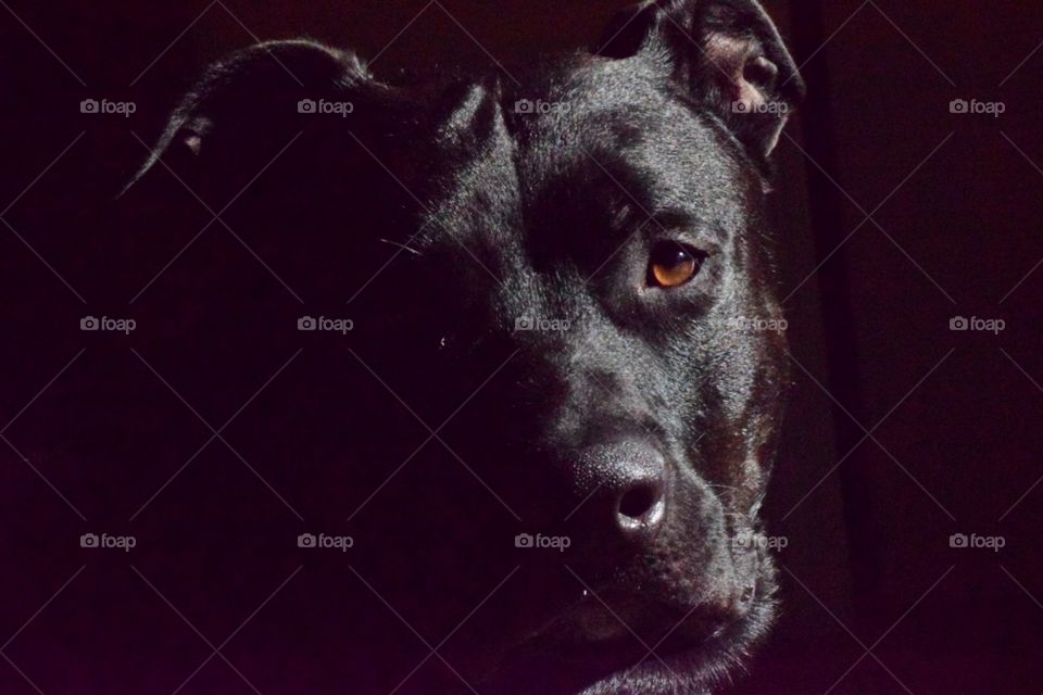 Black dog, American Staffordshire Terrier/ German Shepard mix