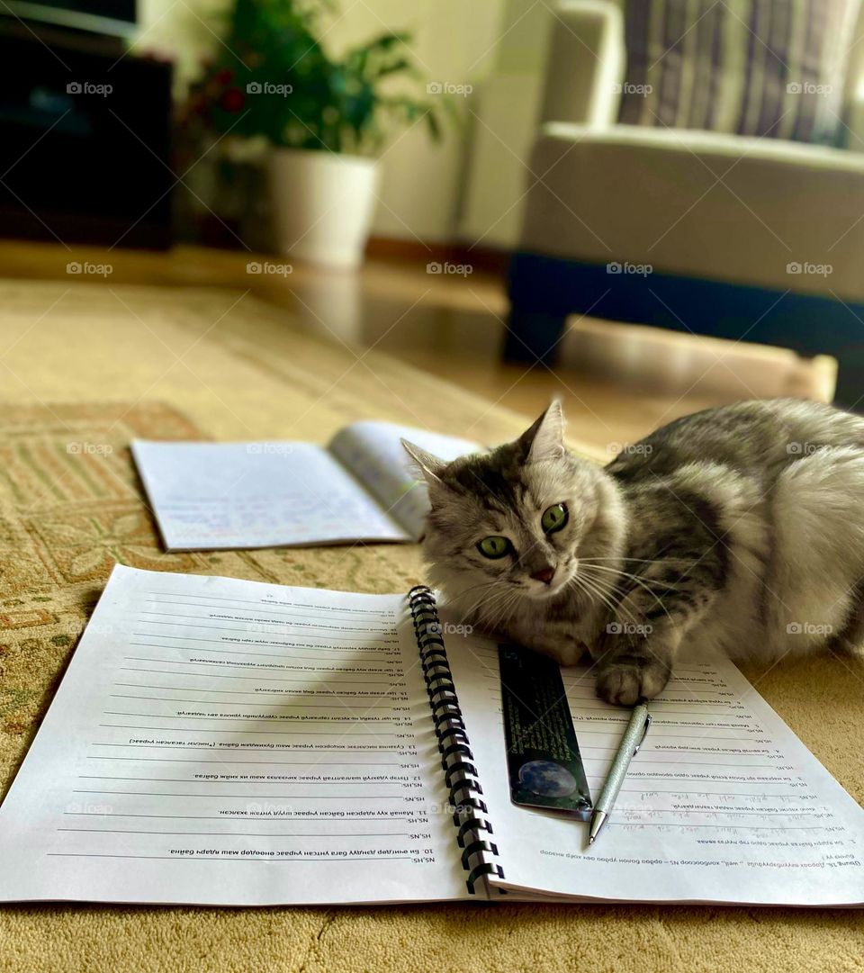 The photo shows how curious, naughty and adorable the lady Maya is. Even though she doesn’t cuddle, she is a good Study partner