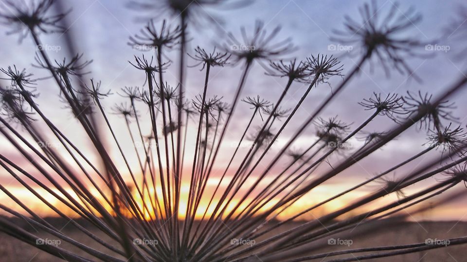 Beautiful floral fireworks with sunset in the background