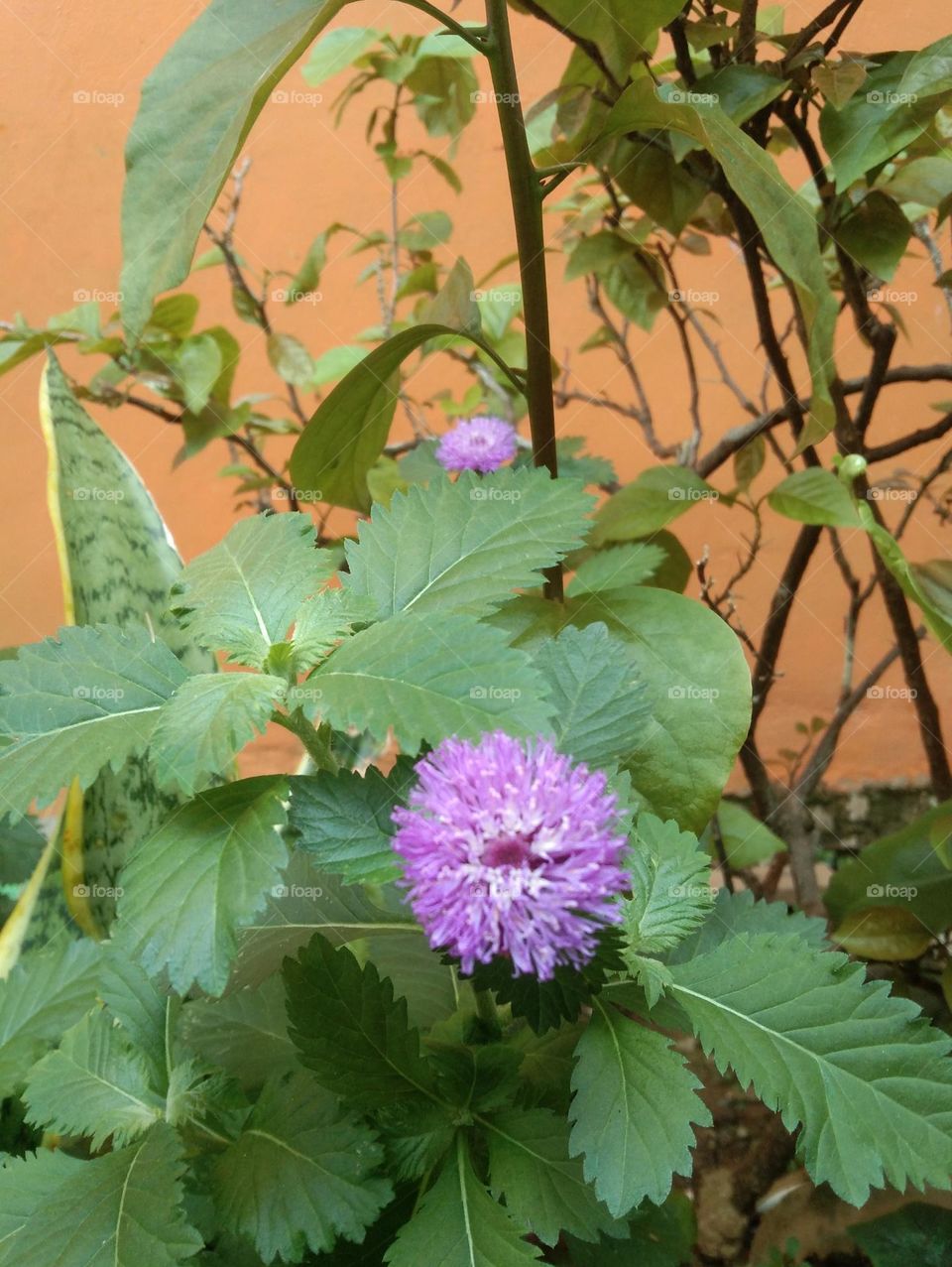 The flower with soft purple color