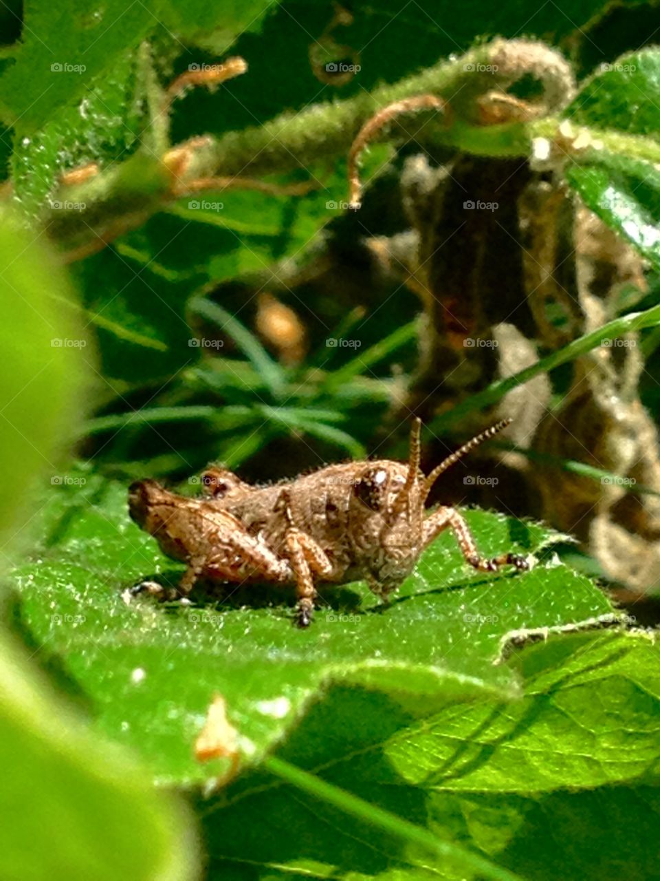 Tiny insect in a big world