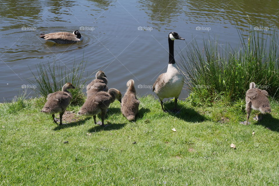 Duck family 