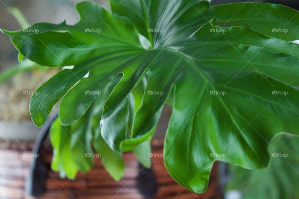 Closeup of the leaf of a large house plant in a dark woven basket