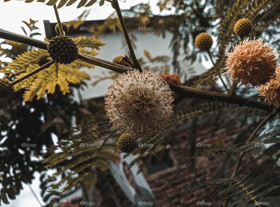 This is a flower from a vegetable stalk called a selong

#venom