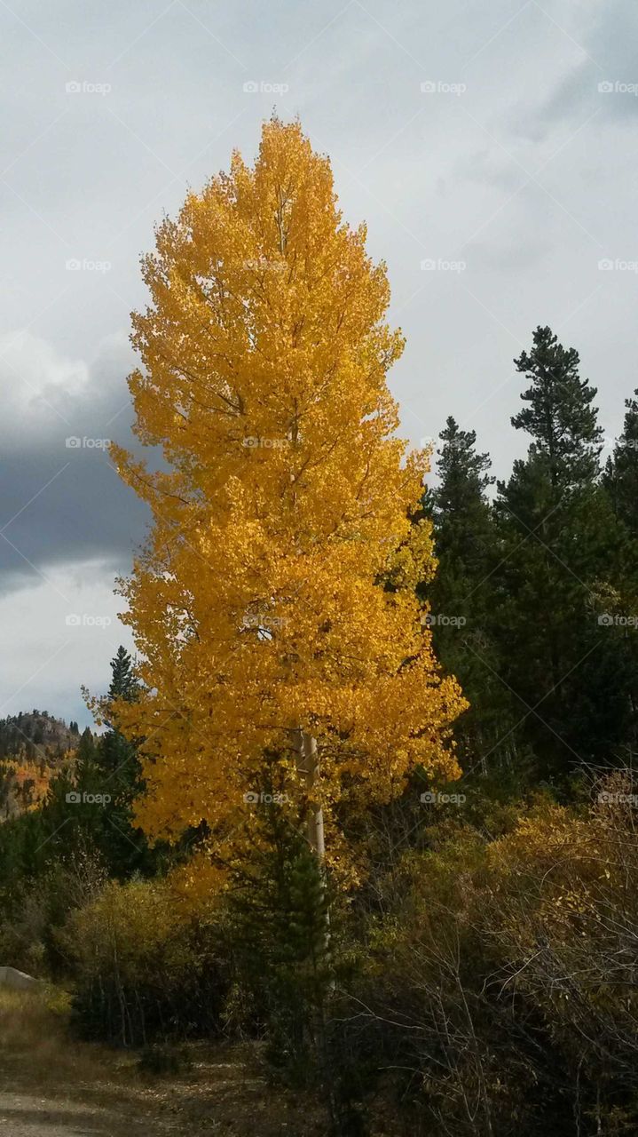 fall color Aspen