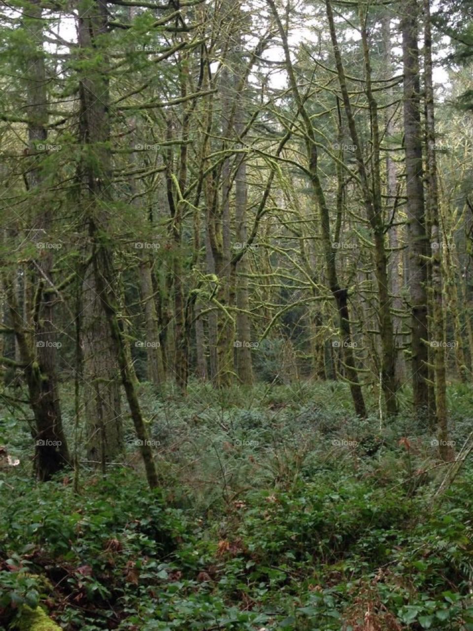 Evergreen State College Hiking Trail in Olympia, Washington