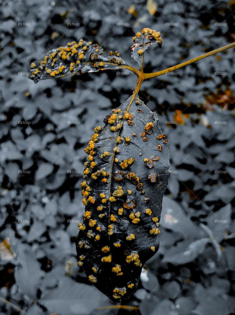 the leaves are attacked by pests but look beautiful