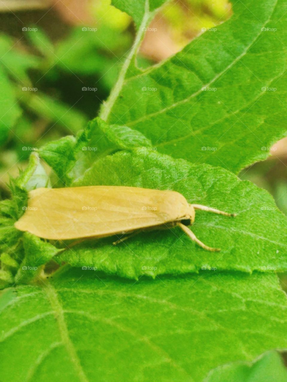 A small butterfly perched on a leaf