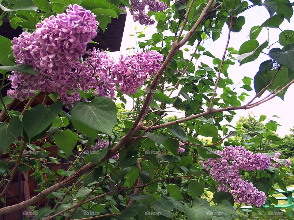 Purple lilacs