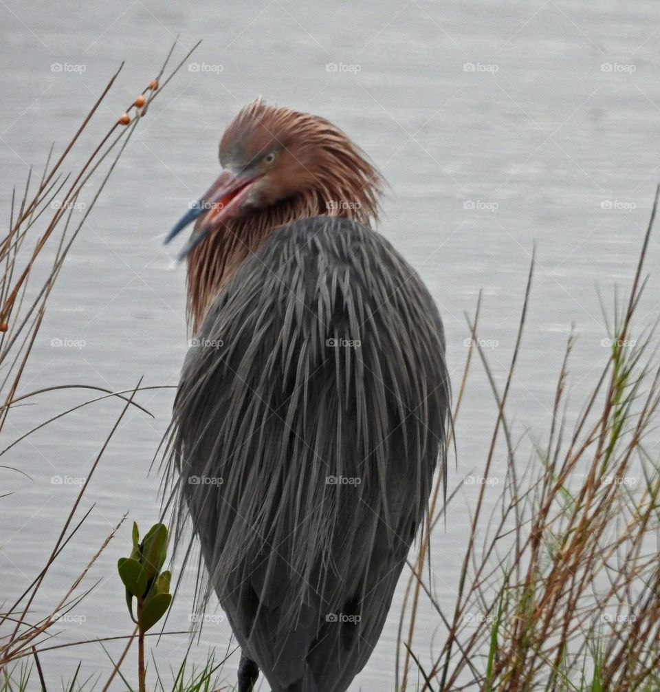 Reddish Egret