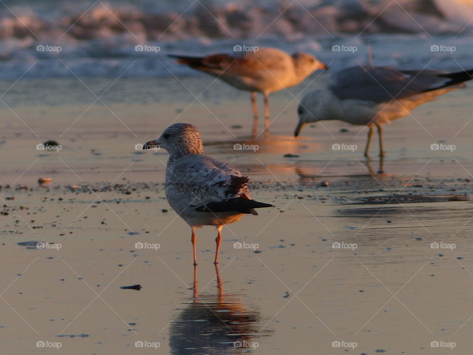 Birds at the water line at sunset 