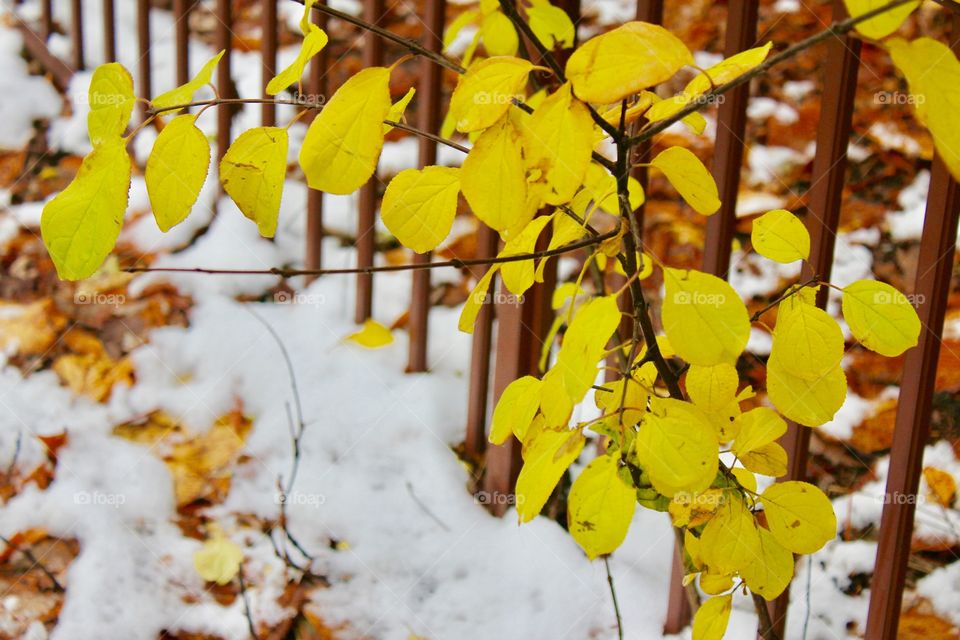 Yellow leaves during wintertime