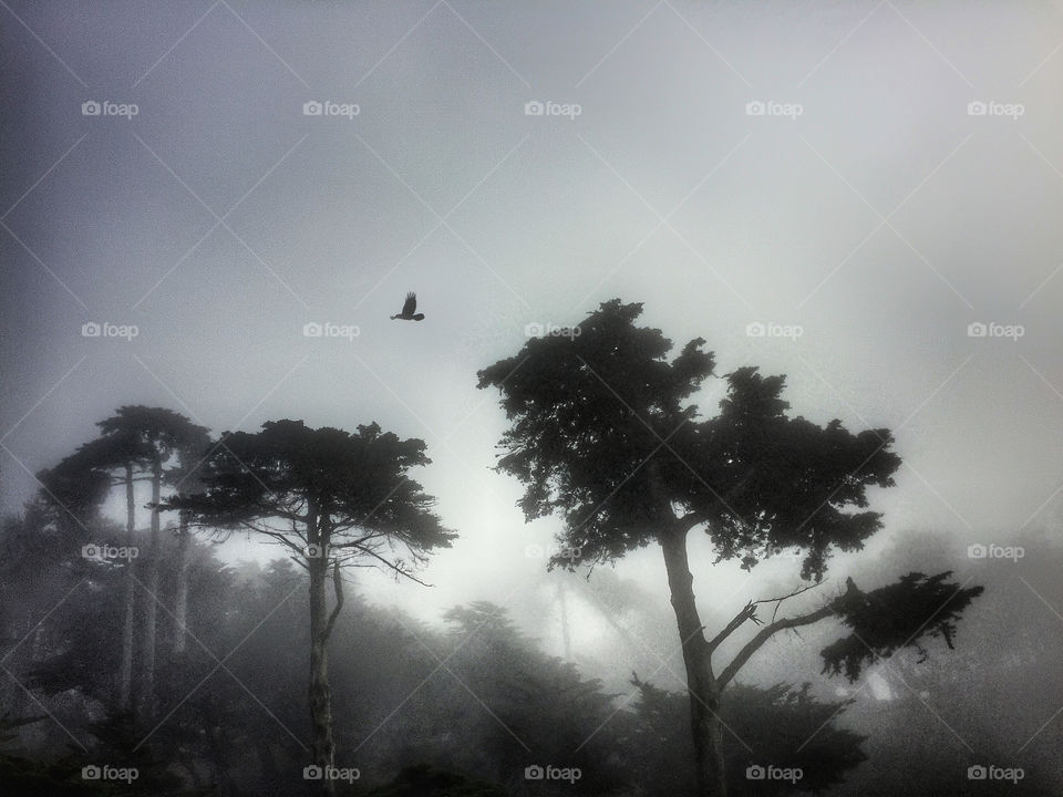 Cypress trees and a crow on a foggy day