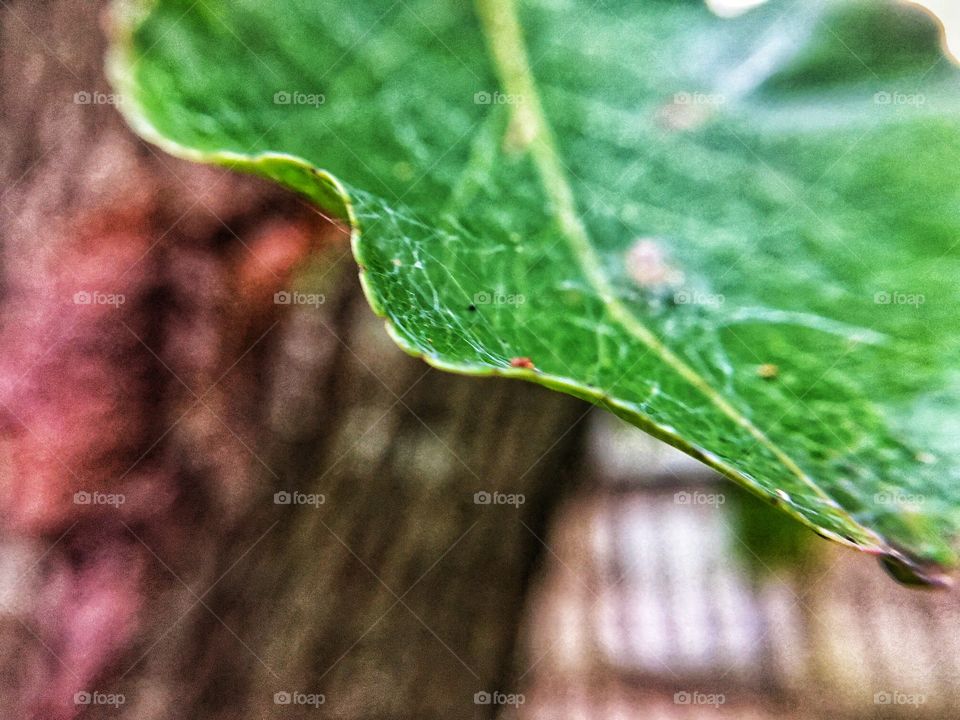 Macro Shot of Leaf