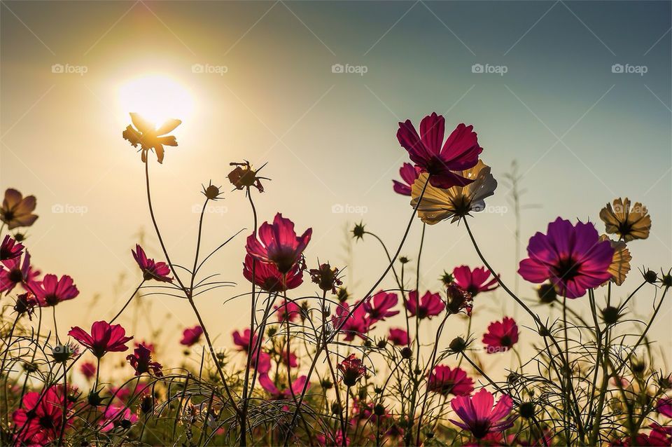 Cosmos field