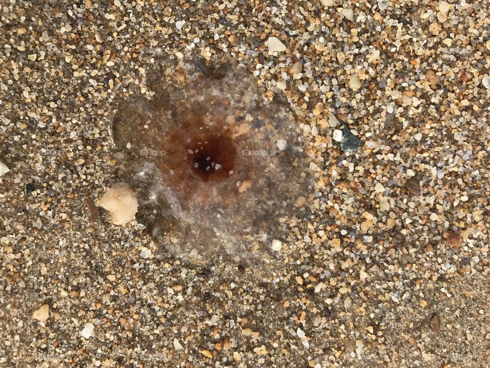 Jellyfish 