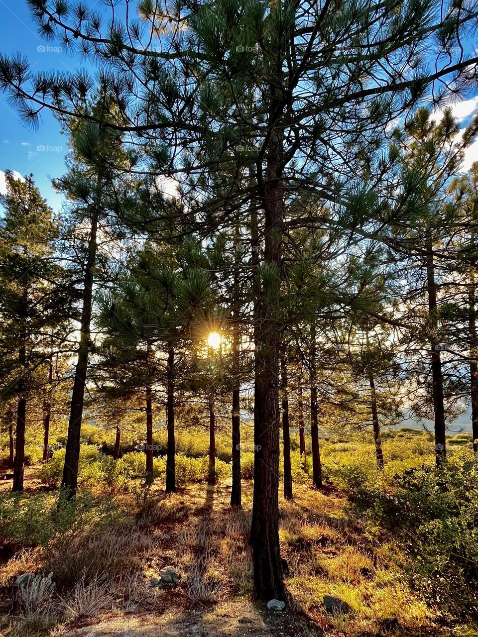 Forest Trees in the Golden Hour Sunlight