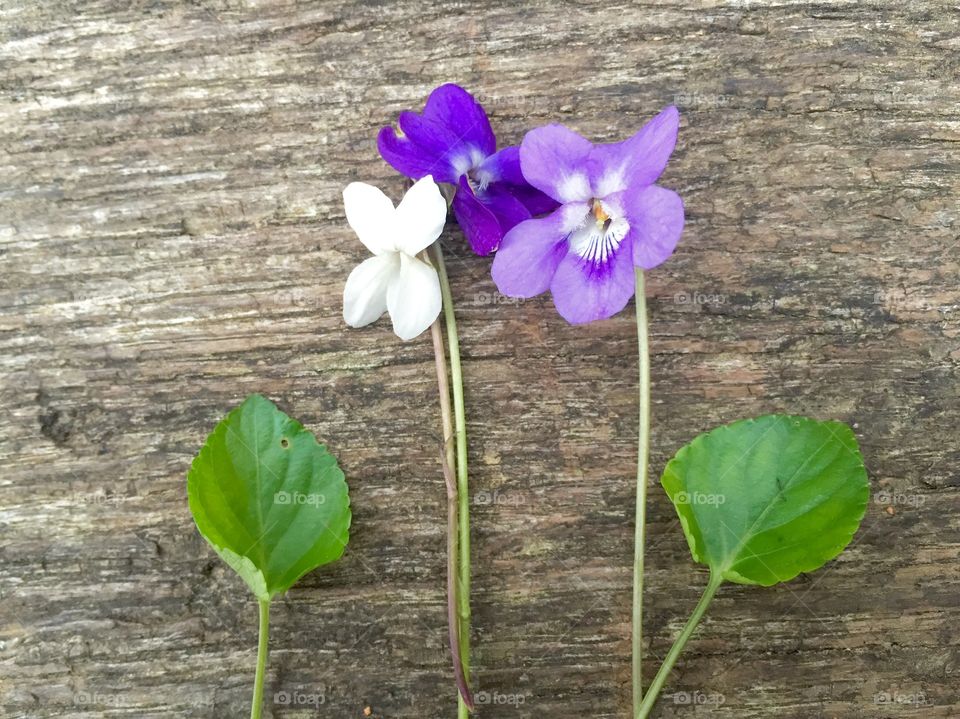 Different colours of violets on wooden table