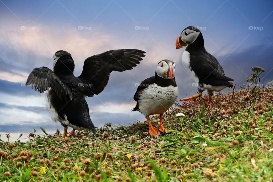Three adorable Atlantic Puffins in Newfoundland 