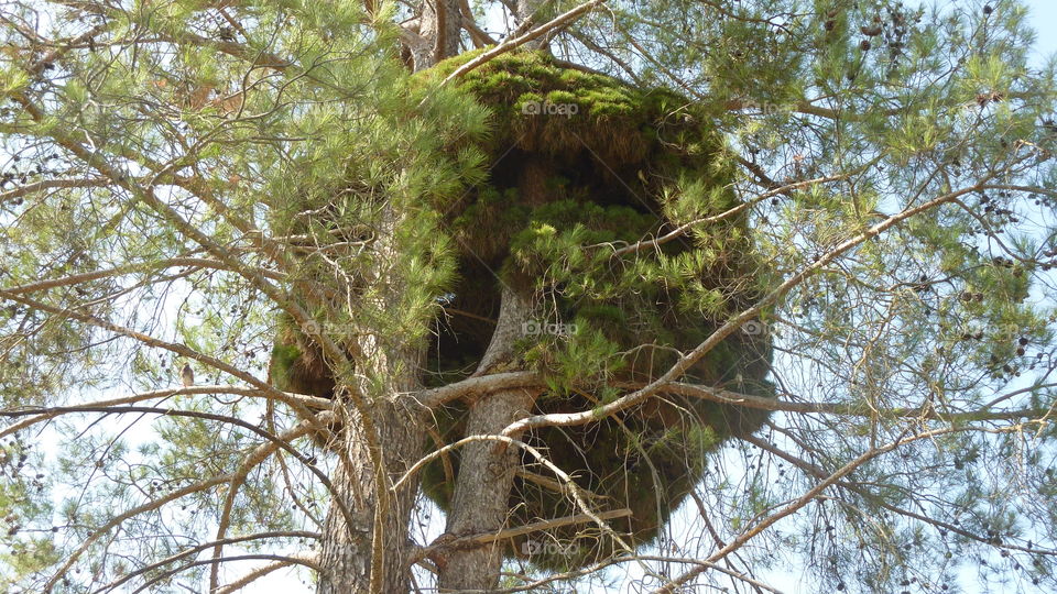 This is a giant nest